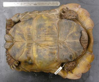 Media type: image; Herpetology R-53836